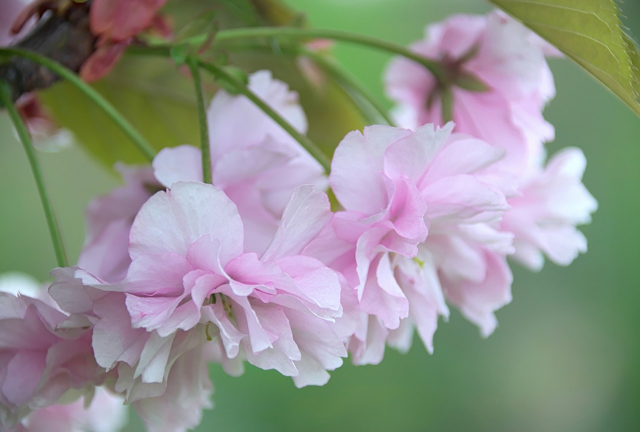 Pavasaris, Gėlės, Gamta, Makro, Balta, Liūdnas, Gėlė, Japonų Vyšnios, Rožinė Gėlė, Žydi