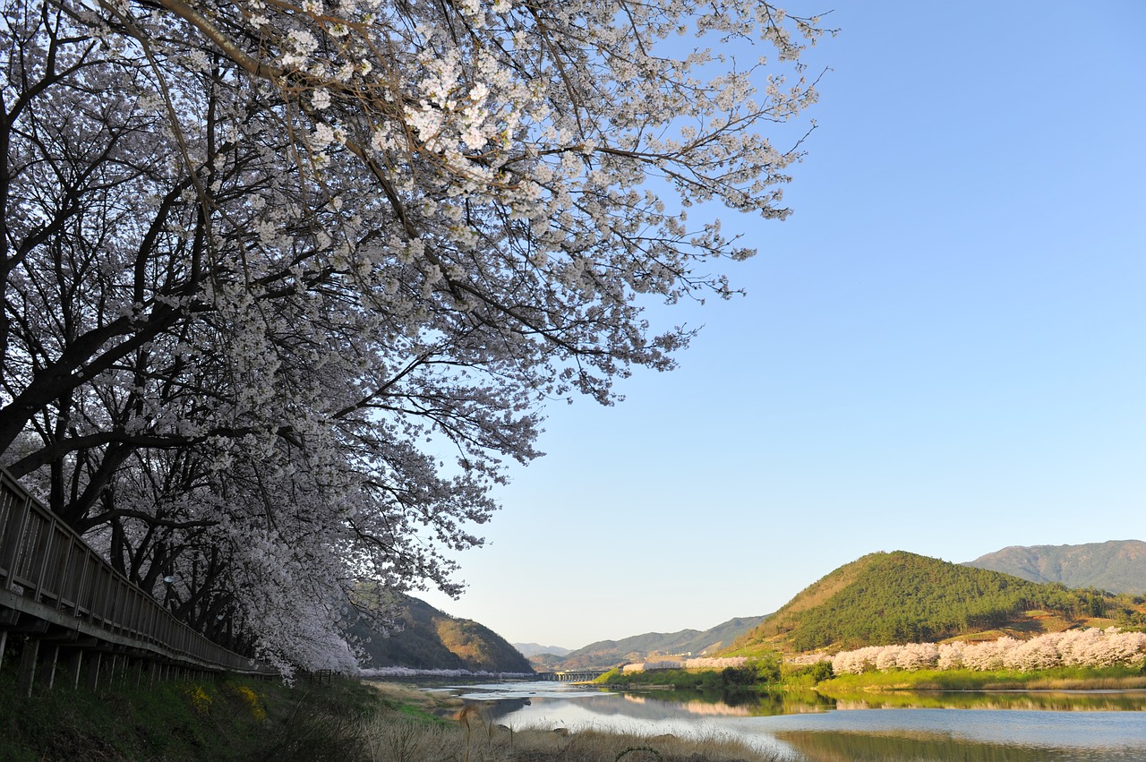 Pavasaris, Seomjin, Vyšnios Mėgautis, Nemokamos Nuotraukos,  Nemokama Licenzija