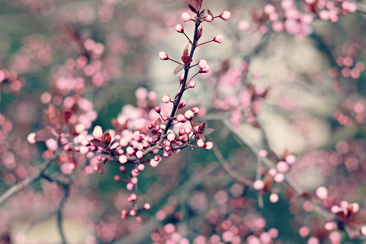 Pavasaris, Gėlė, Žydintis Medis, Saulės Šviesa, Pavasario Gėlės, Gėlės, Mandulavirág, Nemokamos Nuotraukos,  Nemokama Licenzija
