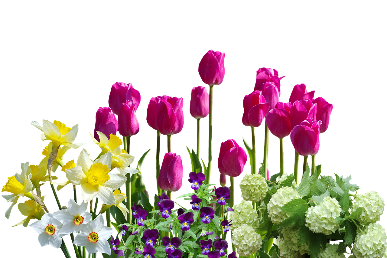 Pavasaris, Narcizai, Tulpės, Pavasario Gėlės, Hydrangeas, Gamta, Gėlė, Žiedas, Žydėti, Sodas