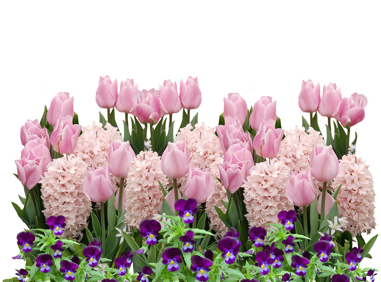 Pavasaris, Tulpės, Velykos, Gėlė, Gėlės, Pavasario Gėlė, Rožinė Tulpė, Augalas, Nemokamos Nuotraukos,  Nemokama Licenzija