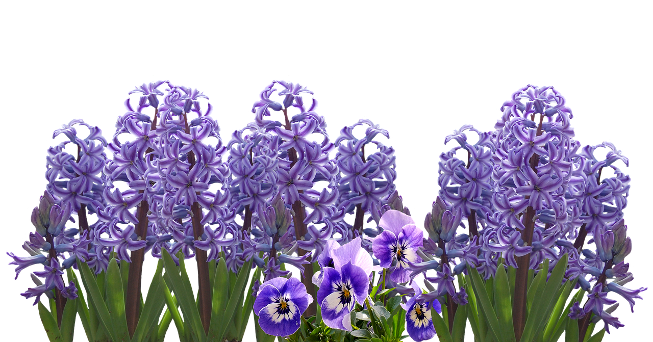 Pavasaris, Hiacintas, Gamta, Pavasario Gėlė, Hyacinthus Orientalis, Violetinė, Žiedas, Žydėti, Gėlė, Mėlynas