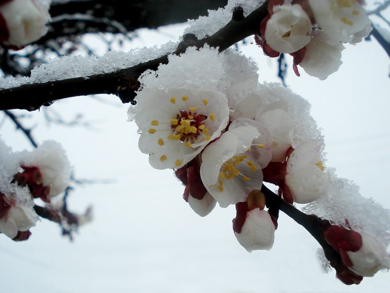 Pavasaris, Žiema, Žydintis Medis, Gėlės, Sniegas, Šaltas, Nemokamos Nuotraukos,  Nemokama Licenzija