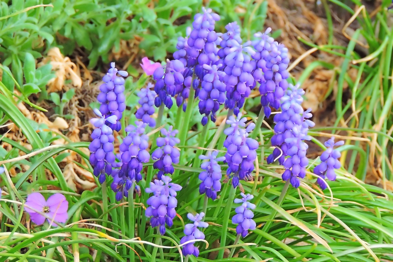 Pavasaris,  Meadow,  Muscari,  Pobūdį,  Augalų,  Gėlė,  Žolė, Nemokamos Nuotraukos,  Nemokama Licenzija