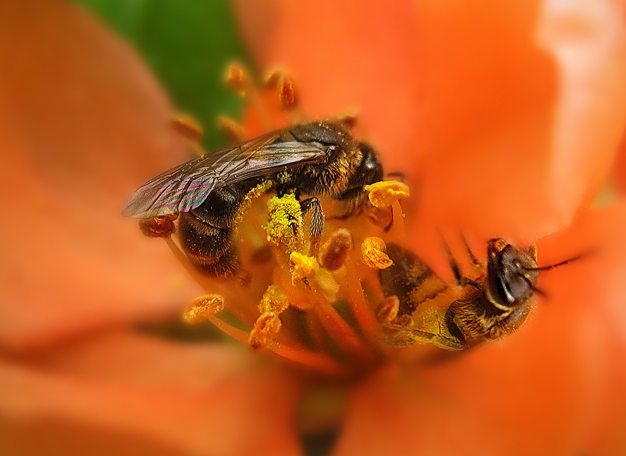 Pavasaris,  Gėlė,  Pistils - Kuokeliai,  Vabzdys,  Bičių,  Žiedadulkės, Nemokamos Nuotraukos,  Nemokama Licenzija