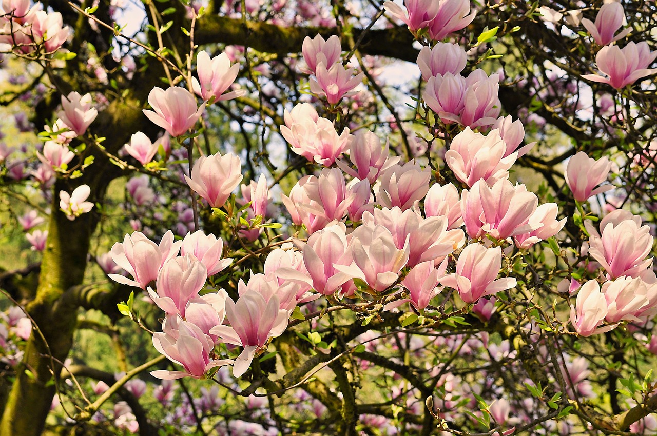 Pavasaris,  Pobūdį,  Magnolija,  Magnolija Gėlės,  Gėlės,  Klesti Medis,  Rožinis, Nemokamos Nuotraukos,  Nemokama Licenzija