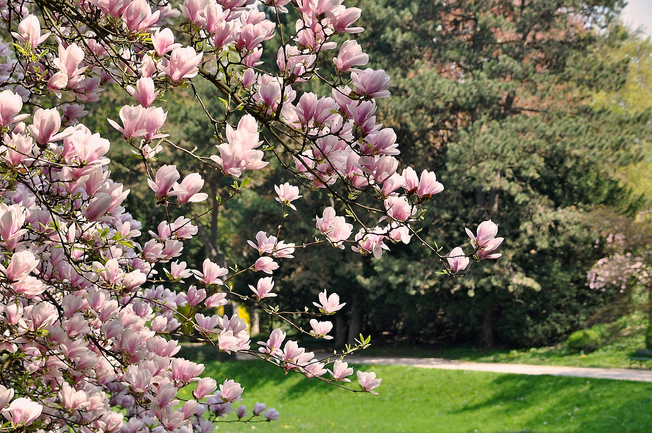 Pavasaris,  Pobūdį,  Magnolija,  Magnolija Gėlės,  Gėlės,  Klesti Medis,  Rožinis, Nemokamos Nuotraukos,  Nemokama Licenzija