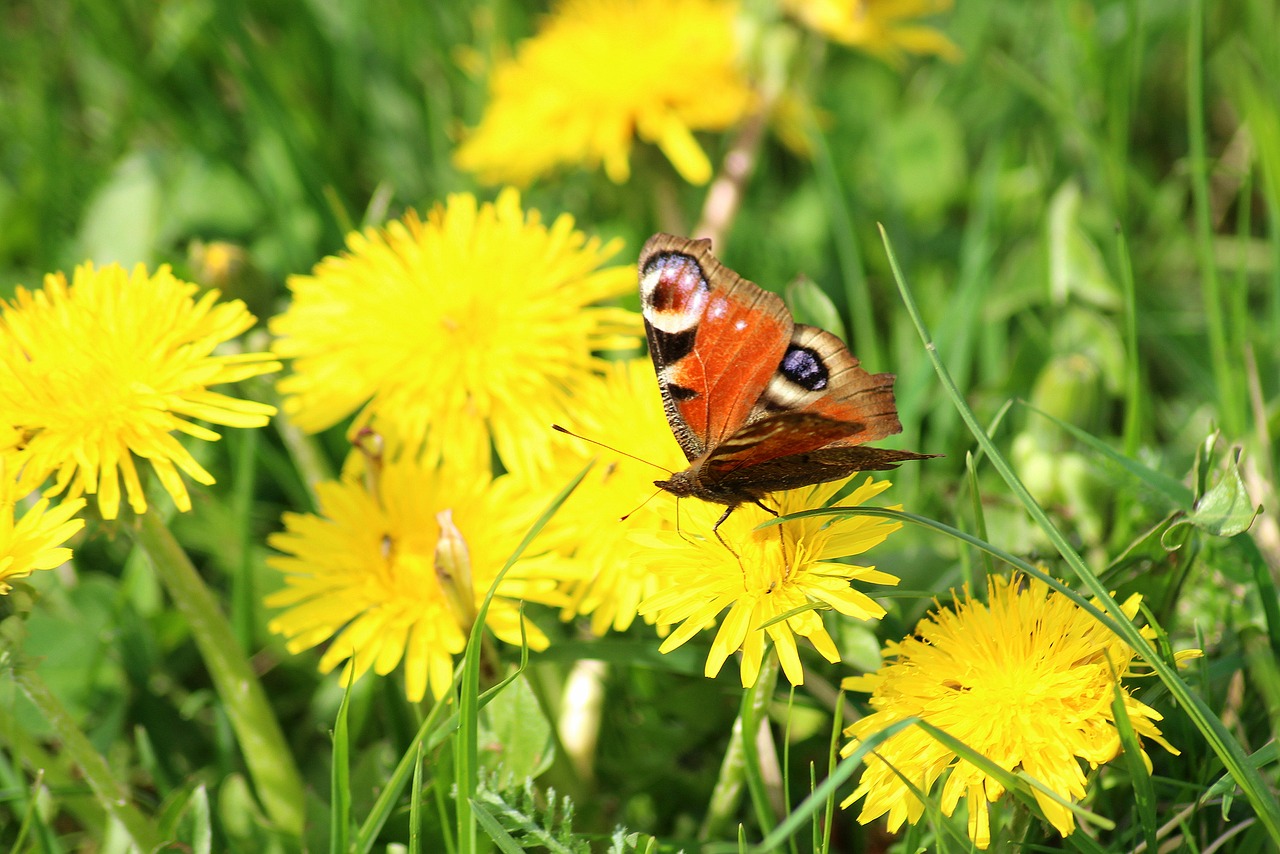 Pavasaris,  Drugelis,  Meadow,  Vabzdys,  Pobūdį,  Augalų,  Sparnai,  Rusalka,  Drugelis Dieną, Nemokamos Nuotraukos