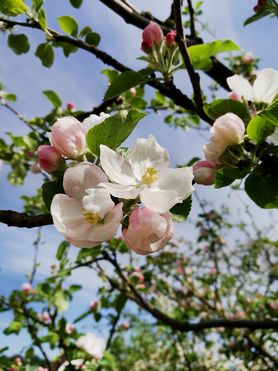 Pavasaris,  Obuolių Medis,  Žydi,  Filialas,  Apple Gėlių,  Sodininkystė,  Sodas,  Žydi Obelis,  Žydėjimo Medis, Nemokamos Nuotraukos
