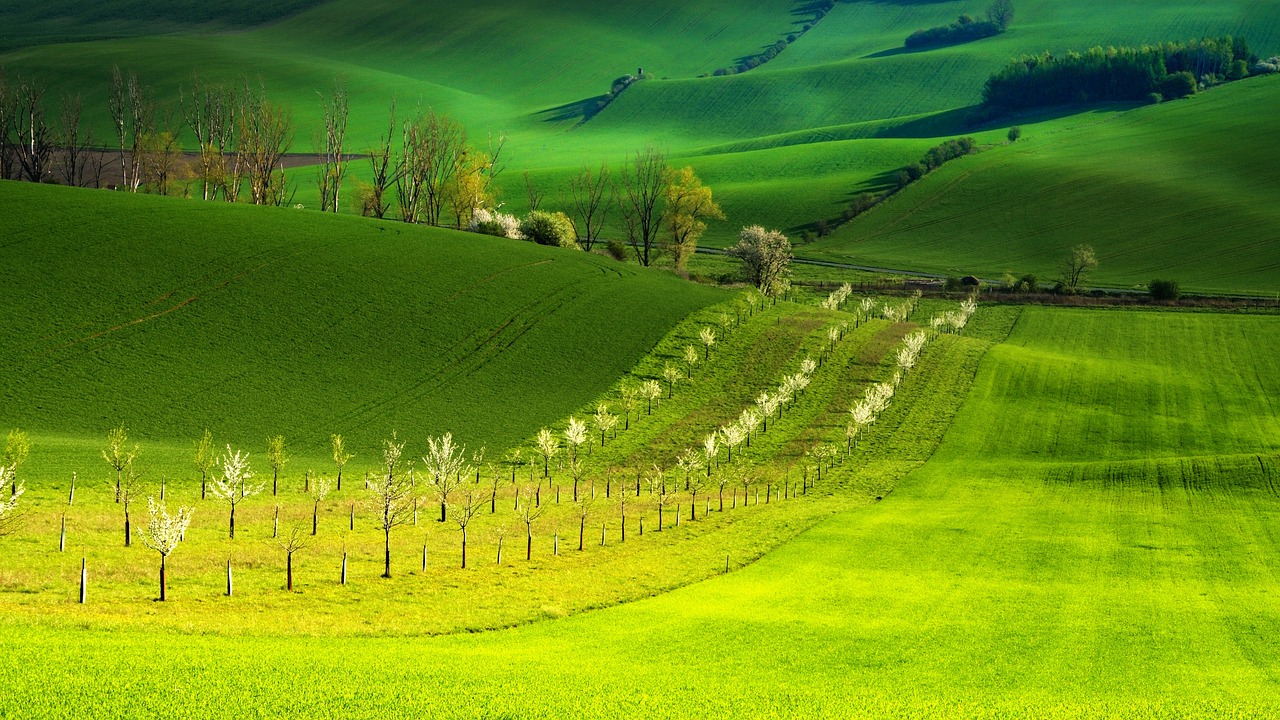 Pavasaris,  Medžiai,  Žalias, Nemokamos Nuotraukos,  Nemokama Licenzija