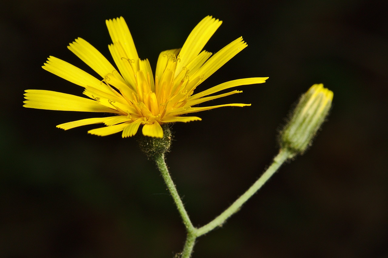 Pavasaris,  Žiedas,  Žydi,  Hawkweed, Nemokamos Nuotraukos,  Nemokama Licenzija