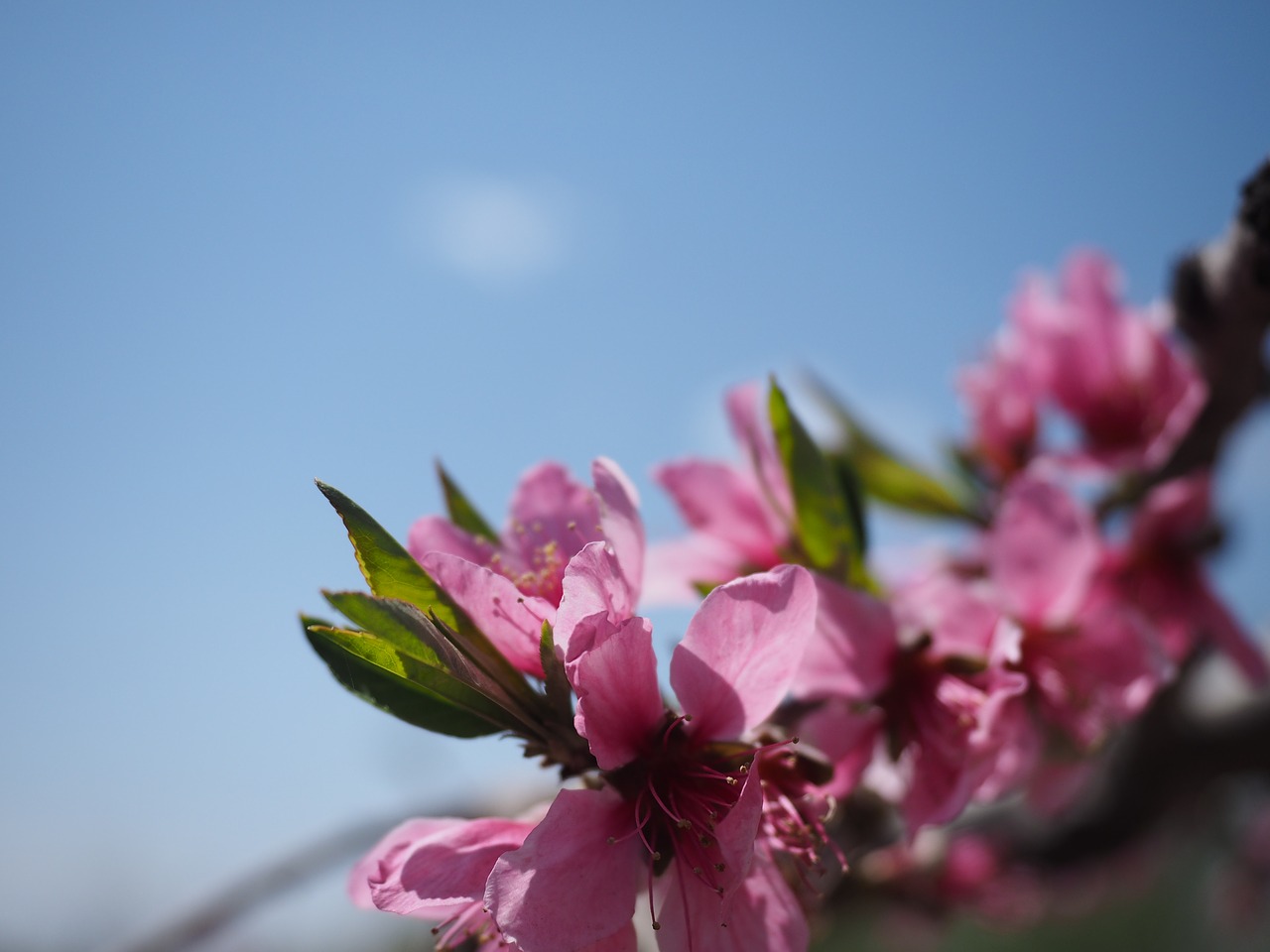 Pavasaris,  Gėlė,  Peach Blossom, Nemokamos Nuotraukos,  Nemokama Licenzija