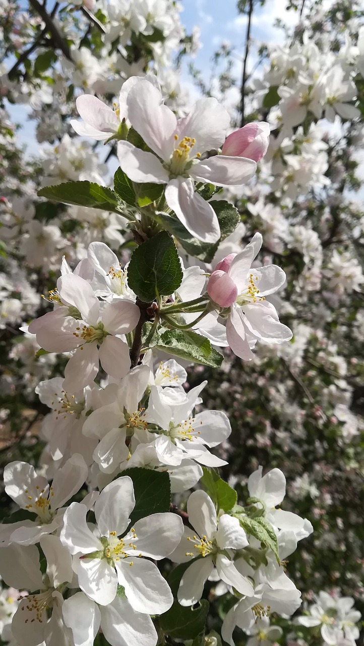 Pavasaris,  Obuolių Medis,  Žydi,  Pobūdį,  Žydi Obelis,  Apple Gėlių,  Sodininkystė,  Sodas,  Medis,  Filialas