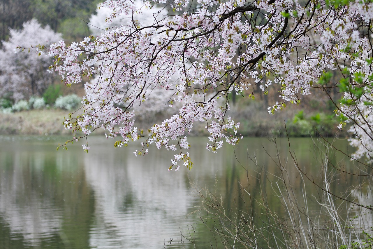 Pavasaris,  Vyšnių Žiedas,  Mediena,  Sakura,  Upė,  Pavasarį Kraštovaizdis,  Balta Gėlė, Nemokamos Nuotraukos,  Nemokama Licenzija