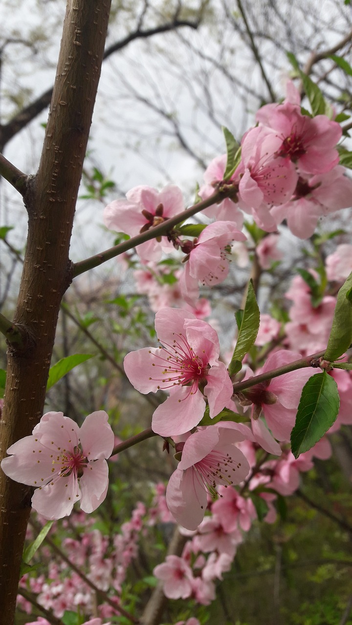 Pavasaris,  Mediena,  Gėlės,  Vyšnių Žiedas,  Augalai,  Pobūdį,  Gėlių Medis,  Šviesus,  Rožinis,  Sakura