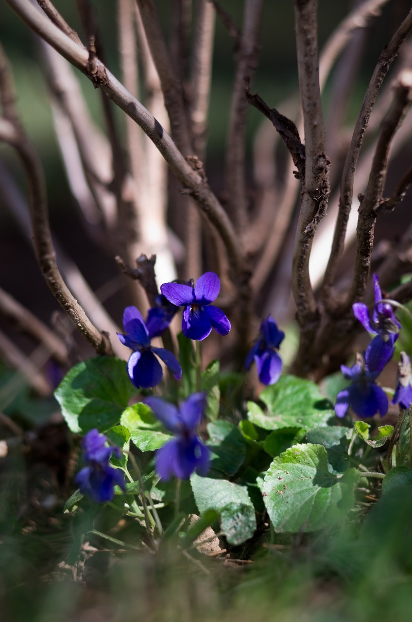 Pavasaris,  Violetinė,  Makro,  Violetinė Gėlė, Nemokamos Nuotraukos,  Nemokama Licenzija