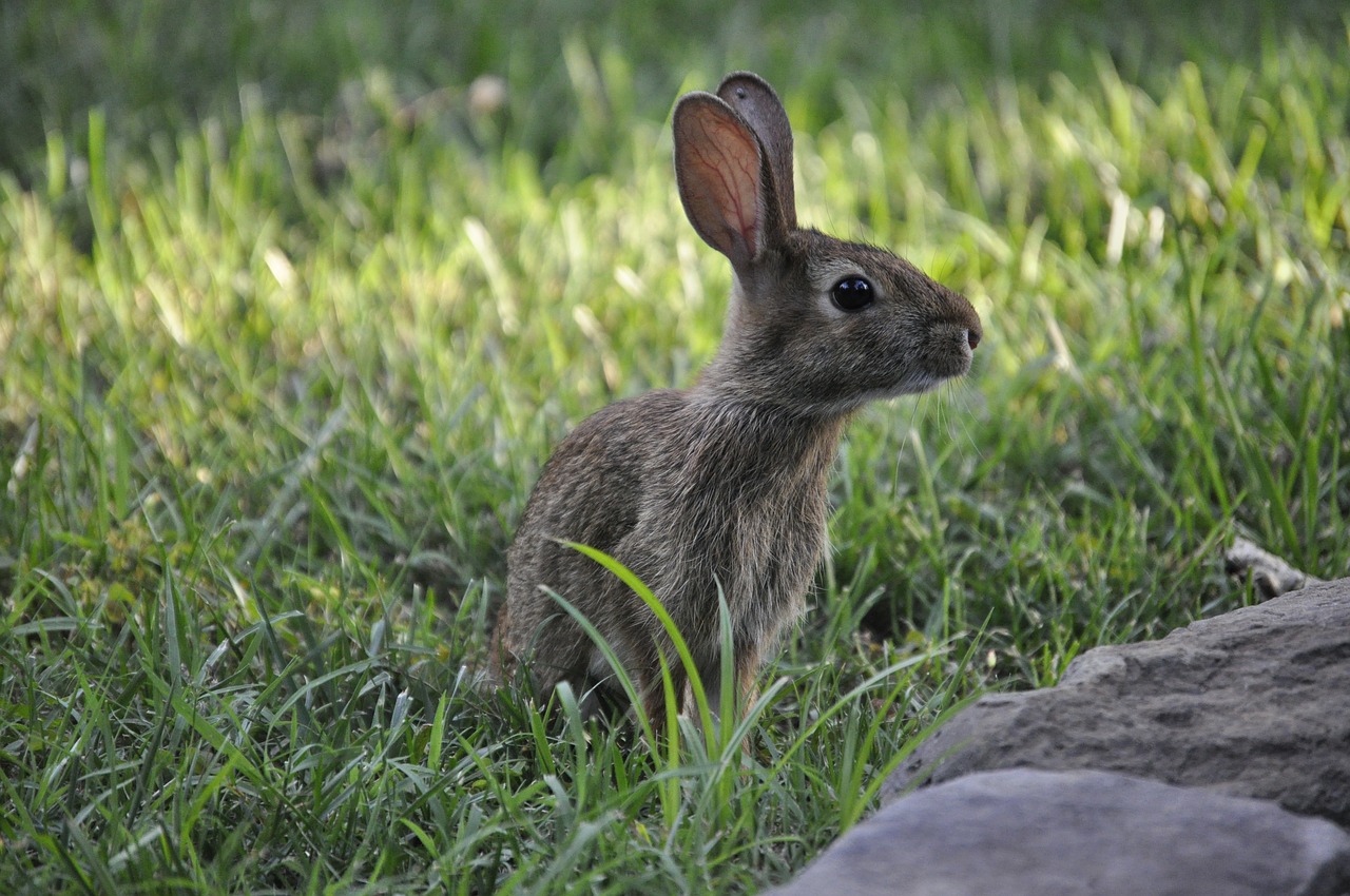 Pavasaris,  Bunny,  Triušis,  Velykų,  Atsargumas, Nemokamos Nuotraukos,  Nemokama Licenzija