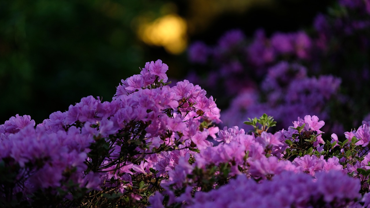 Pavasaris,  Gėlės,  Azalijos,  Rhododendron,  Gėlė,  Augalų,  Sodas,  Makro,  Žiedlapių,  Rožinis