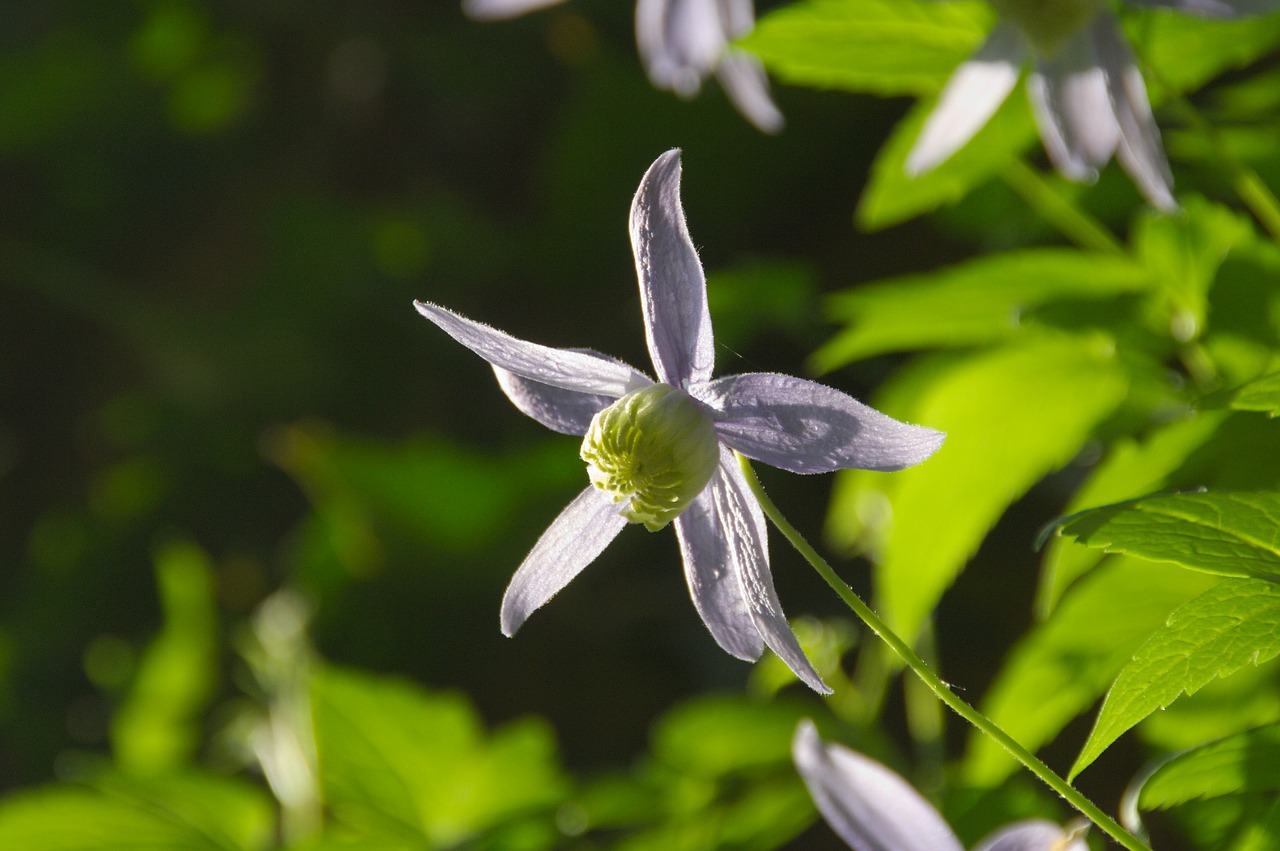 Pavasaris, Gėlė, Violetinė, Žiedas, Žydėti, Gamta, Clematis, Nemokamos Nuotraukos,  Nemokama Licenzija