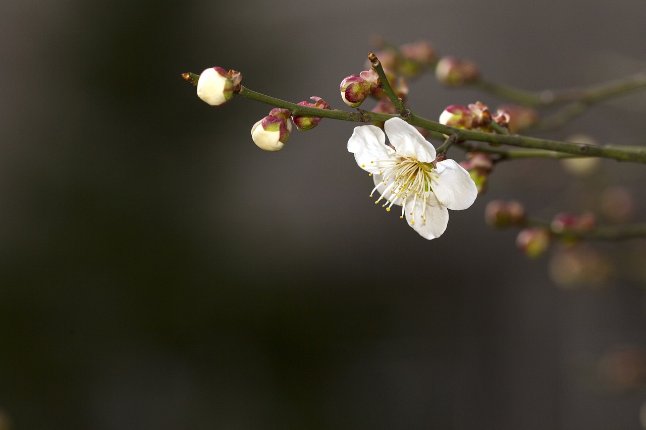 Pavasaris, Slyva, Augalai, Gėlės, Quisqualis Indica, Tvarkingas, Pagrindas, Nemokamos Nuotraukos,  Nemokama Licenzija