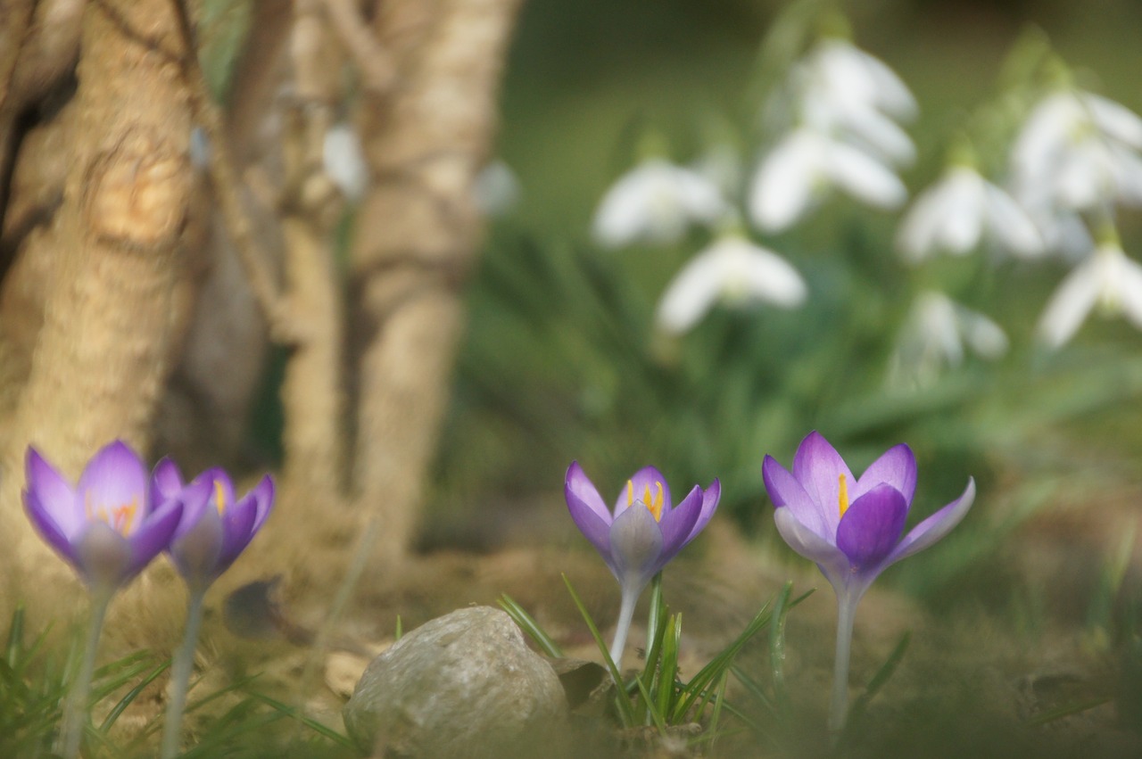 Pavasaris, Gėlė, Violetinė, Gamta, Crocus, Sniego Danga, Nemokamos Nuotraukos,  Nemokama Licenzija