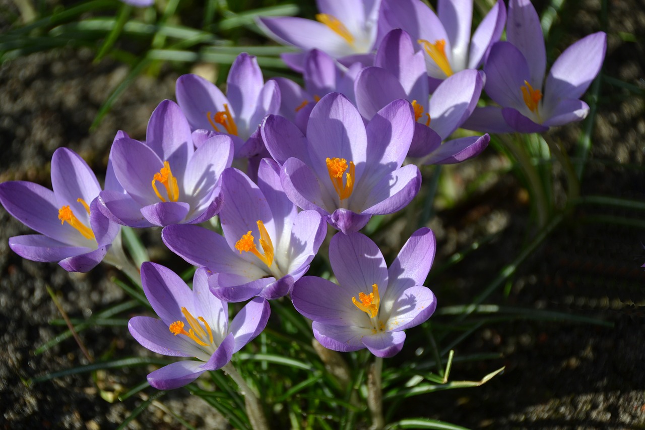 Pavasaris, Crocus, Pilnai Žydėti, Violetinė, Gėlės, Purpurinė Gėlė, Nemokamos Nuotraukos,  Nemokama Licenzija