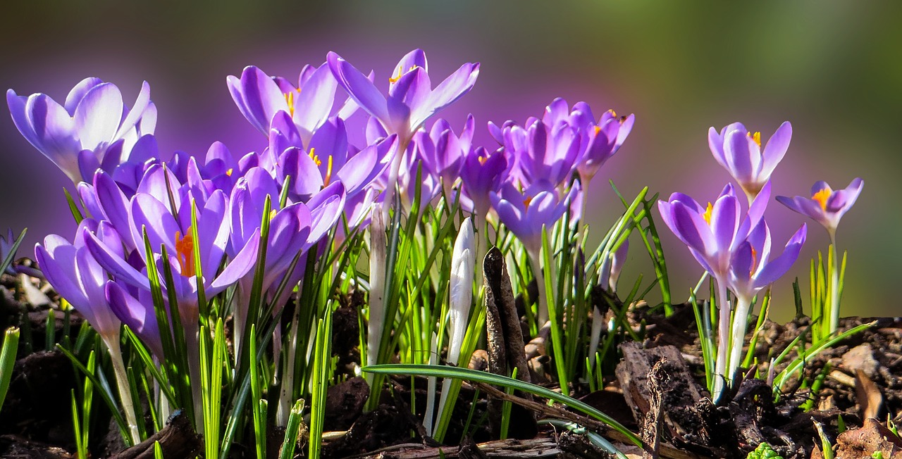 Pavasaris, Frühlingsanfang, Pavasario Pabudimas, Crocus, Uždaryti, Pavasario Gėlės, Žiedas, Žydėti, Nemokamos Nuotraukos,  Nemokama Licenzija