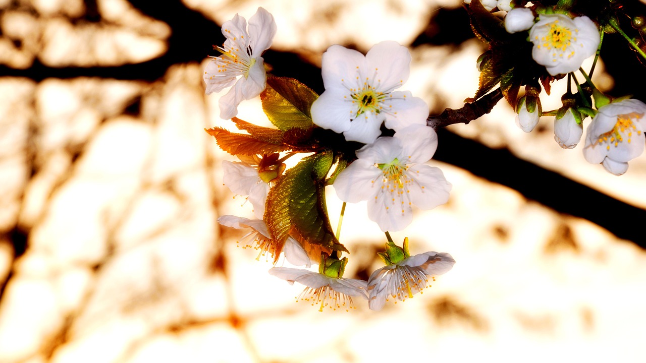 Pavasaris, Žydintis Medis, Vyšnių Žiedas, Nemokamos Nuotraukos,  Nemokama Licenzija