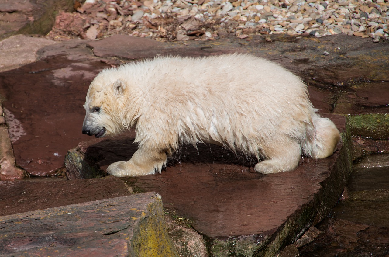 Pavasaris, Baltoji Meška, Jaunas Gyvūnas, Charlotte, Baltojo Karoliuko, Tiergarten, Niurnbergas, Jaunas, Zoologijos Sodas, Nemokamos Nuotraukos