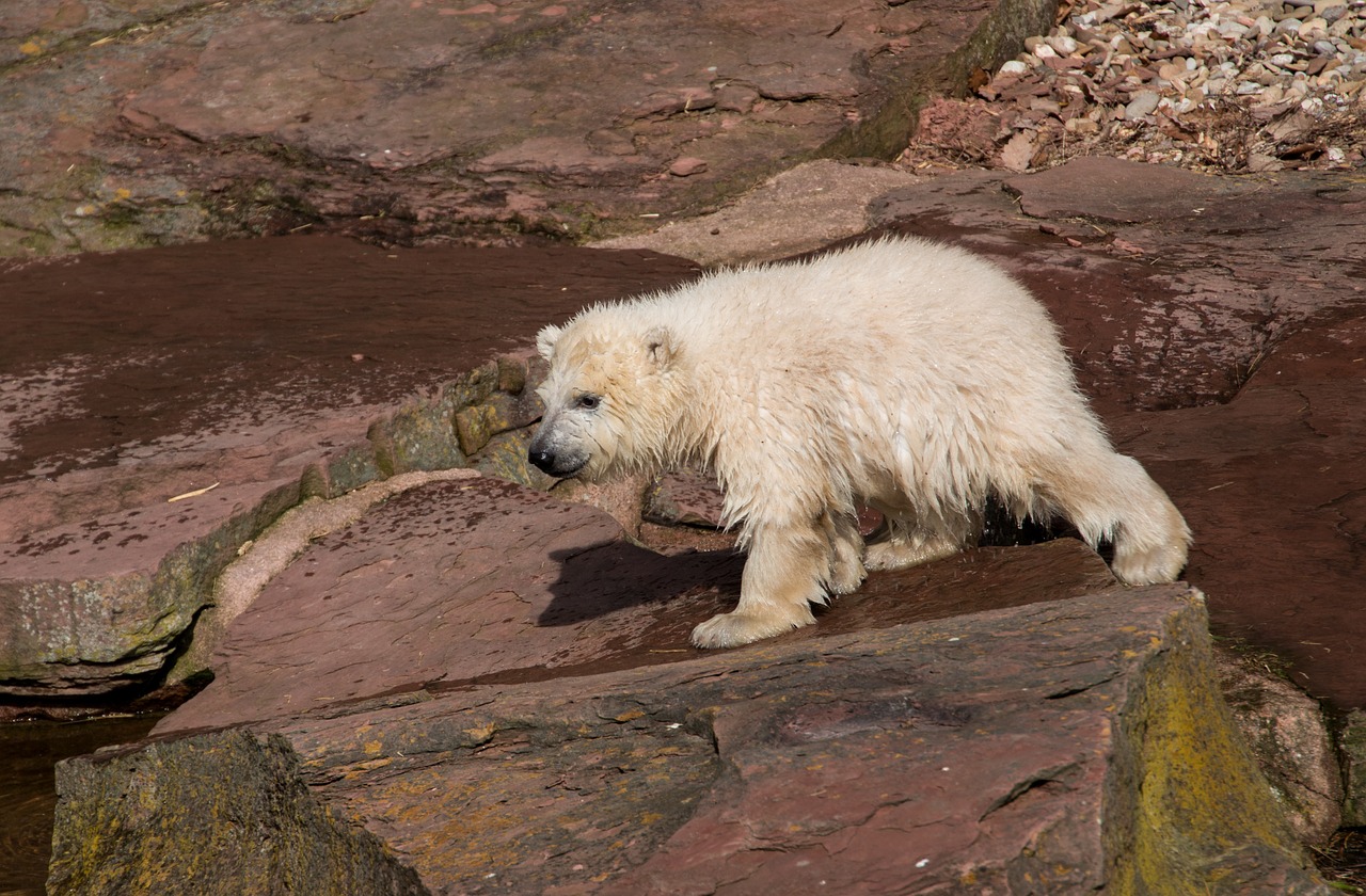 Pavasaris, Baltoji Meška, Jaunas Gyvūnas, Charlotte, Baltojo Karoliuko, Tiergarten, Niurnbergas, Jaunas, Zoologijos Sodas, Nemokamos Nuotraukos