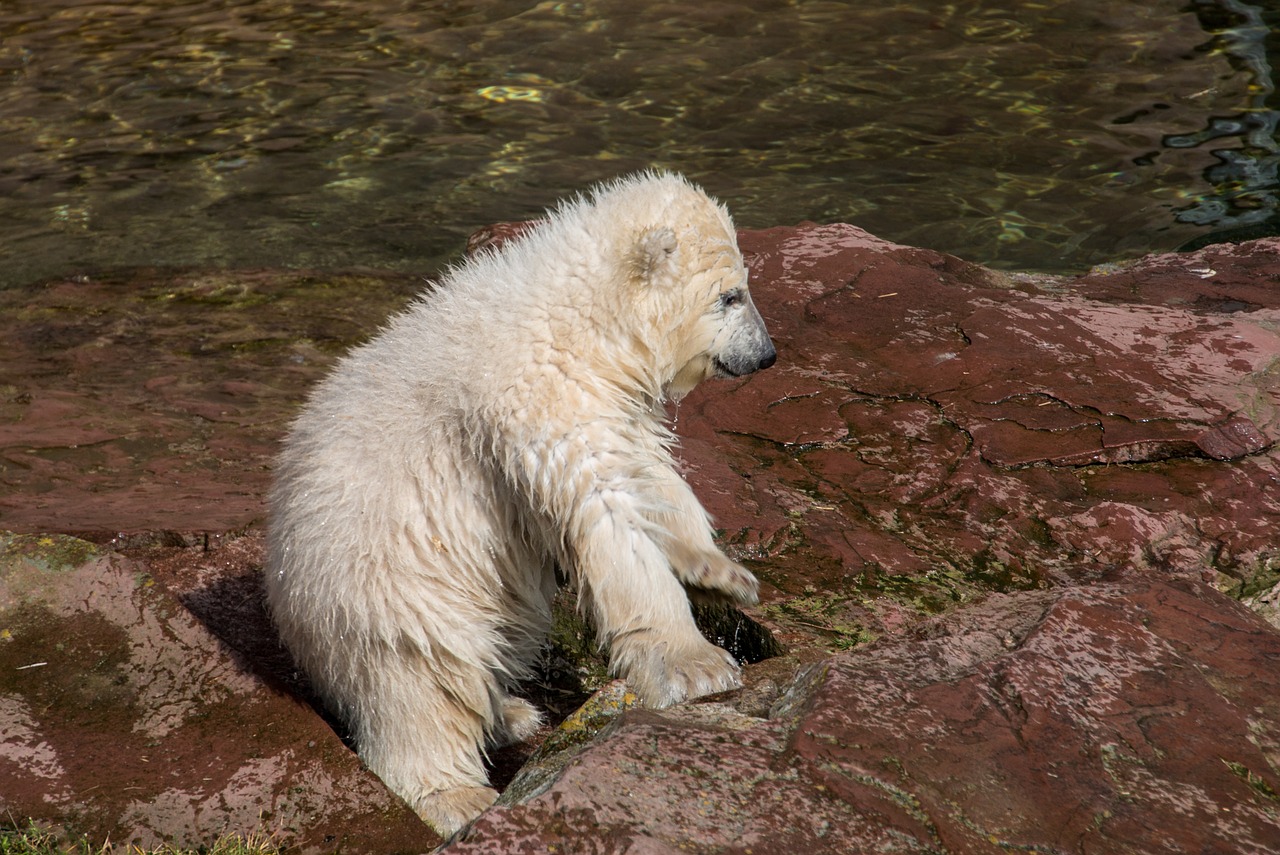 Pavasaris, Baltoji Meška, Jaunas Gyvūnas, Charlotte, Baltojo Karoliuko, Tiergarten, Niurnbergas, Jaunas, Zoologijos Sodas, Nemokamos Nuotraukos