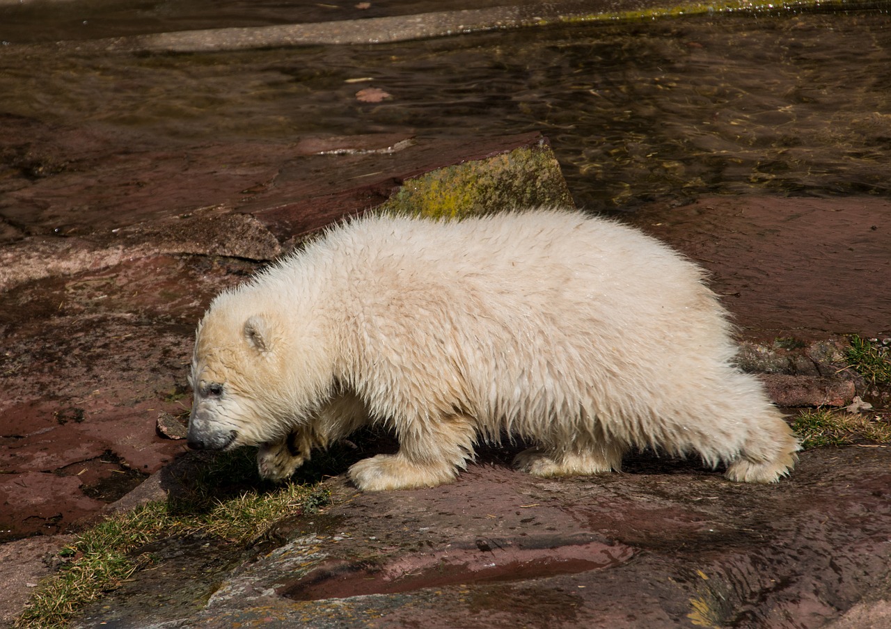 Pavasaris, Baltoji Meška, Jaunas Gyvūnas, Charlotte, Baltojo Karoliuko, Tiergarten, Niurnbergas, Jaunas, Zoologijos Sodas, Nemokamos Nuotraukos