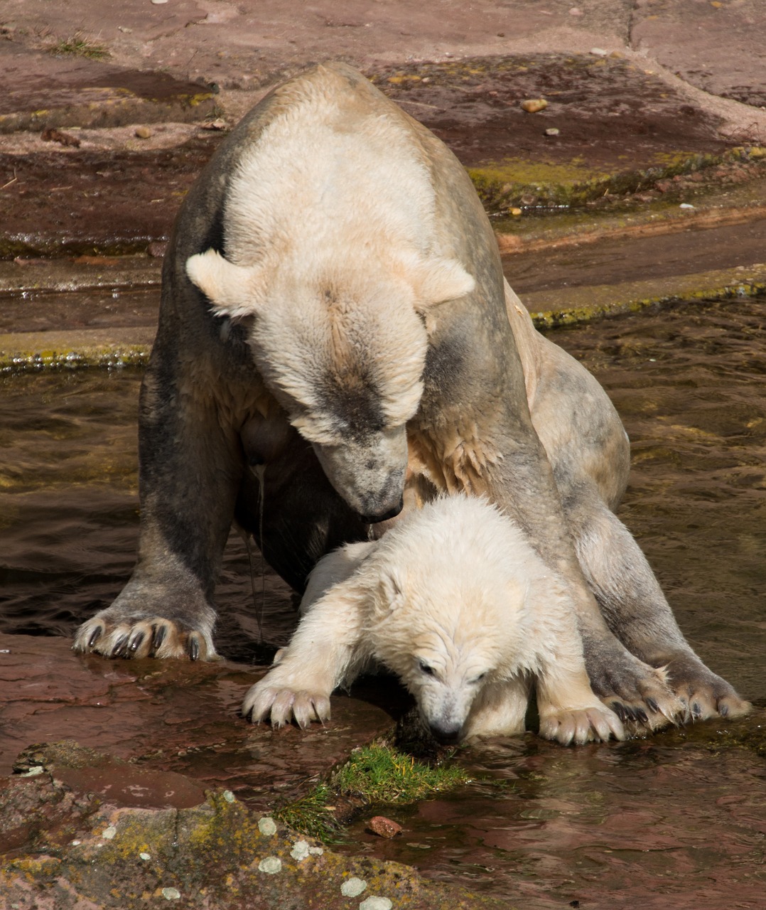 Pavasaris, Baltoji Meška, Jaunas Gyvūnas, Charlotte, Baltojo Karoliuko, Tiergarten, Niurnbergas, Jaunas, Zoologijos Sodas, Nemokamos Nuotraukos