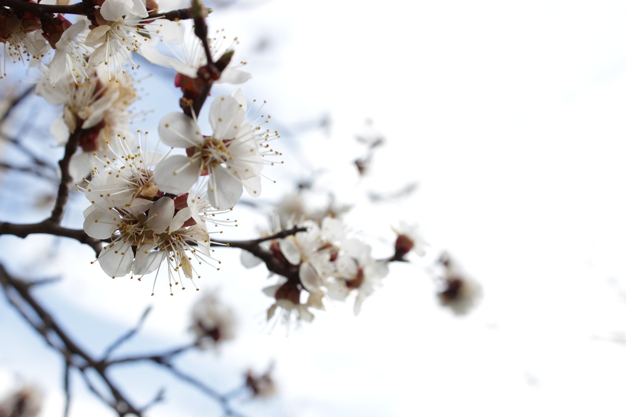 Pavasaris, Medis, Gėlės, Šiluma, Nemokamos Nuotraukos,  Nemokama Licenzija