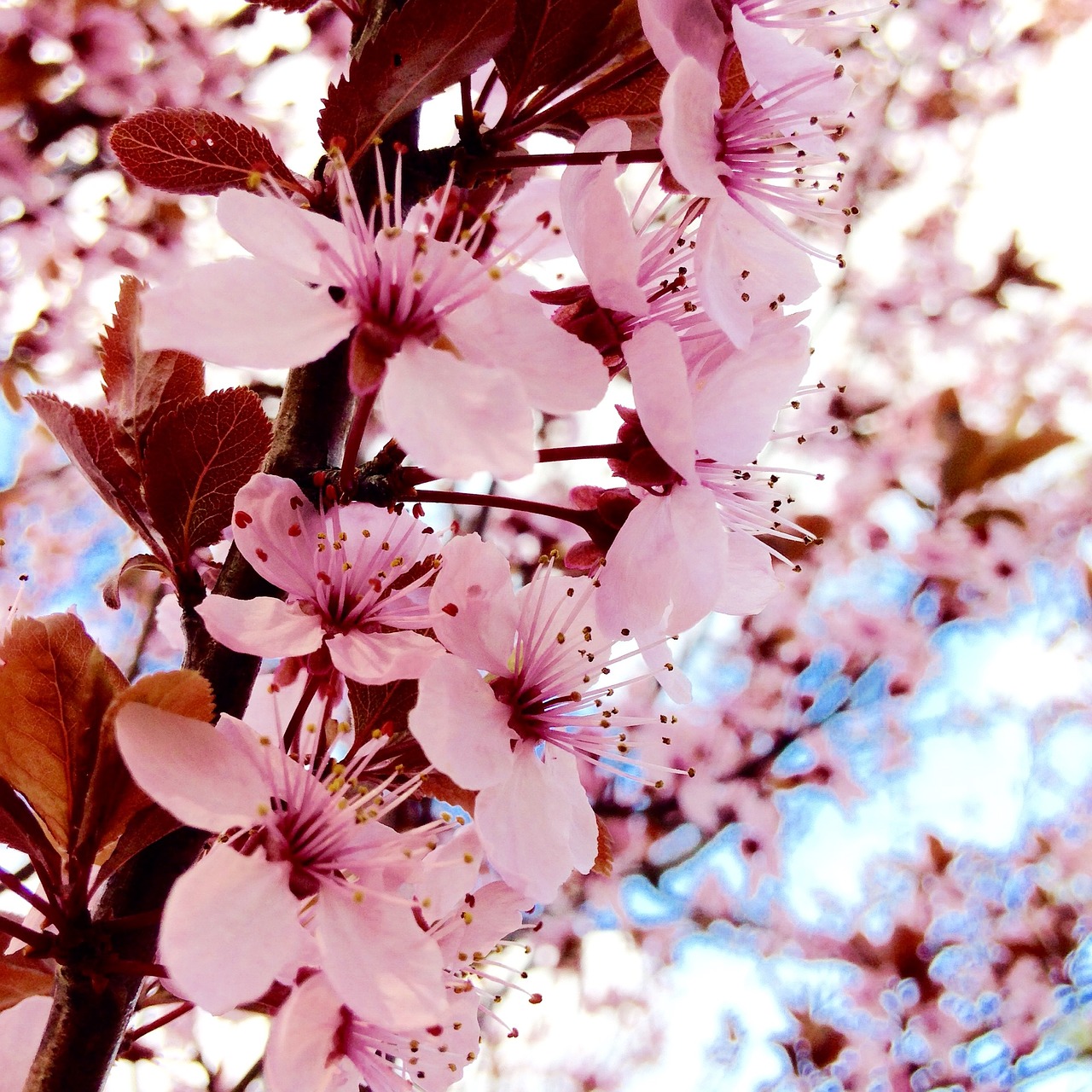 Pavasaris, Gėlės, Rožinis, Nemokamos Nuotraukos,  Nemokama Licenzija