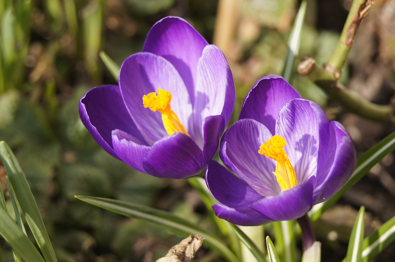 Pavasaris, Crocus, Gėlės, Nemokamos Nuotraukos,  Nemokama Licenzija