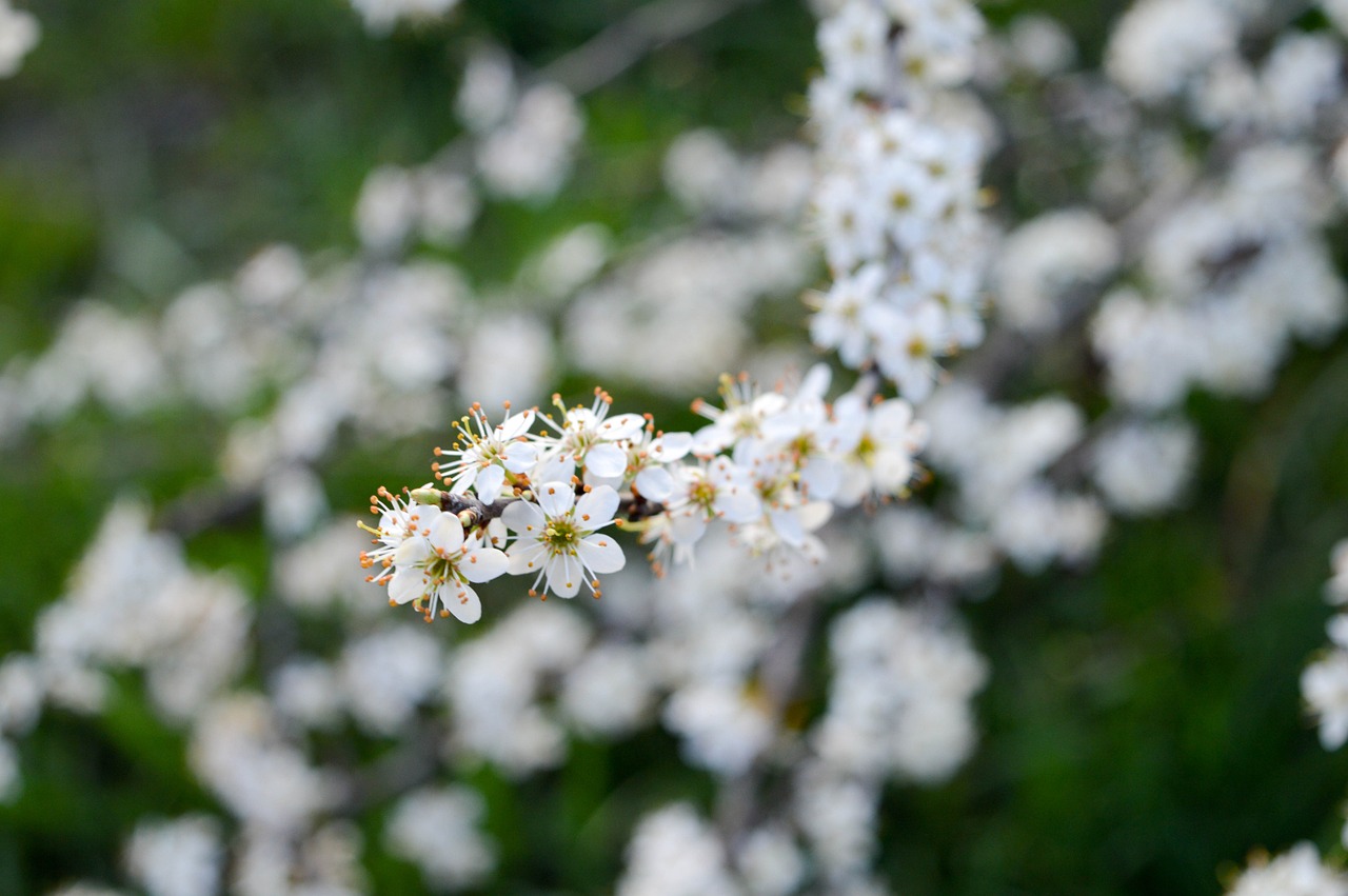 Pavasaris,  Sloe,  Gėlė,  Filialas,  Vengrija, Nemokamos Nuotraukos,  Nemokama Licenzija