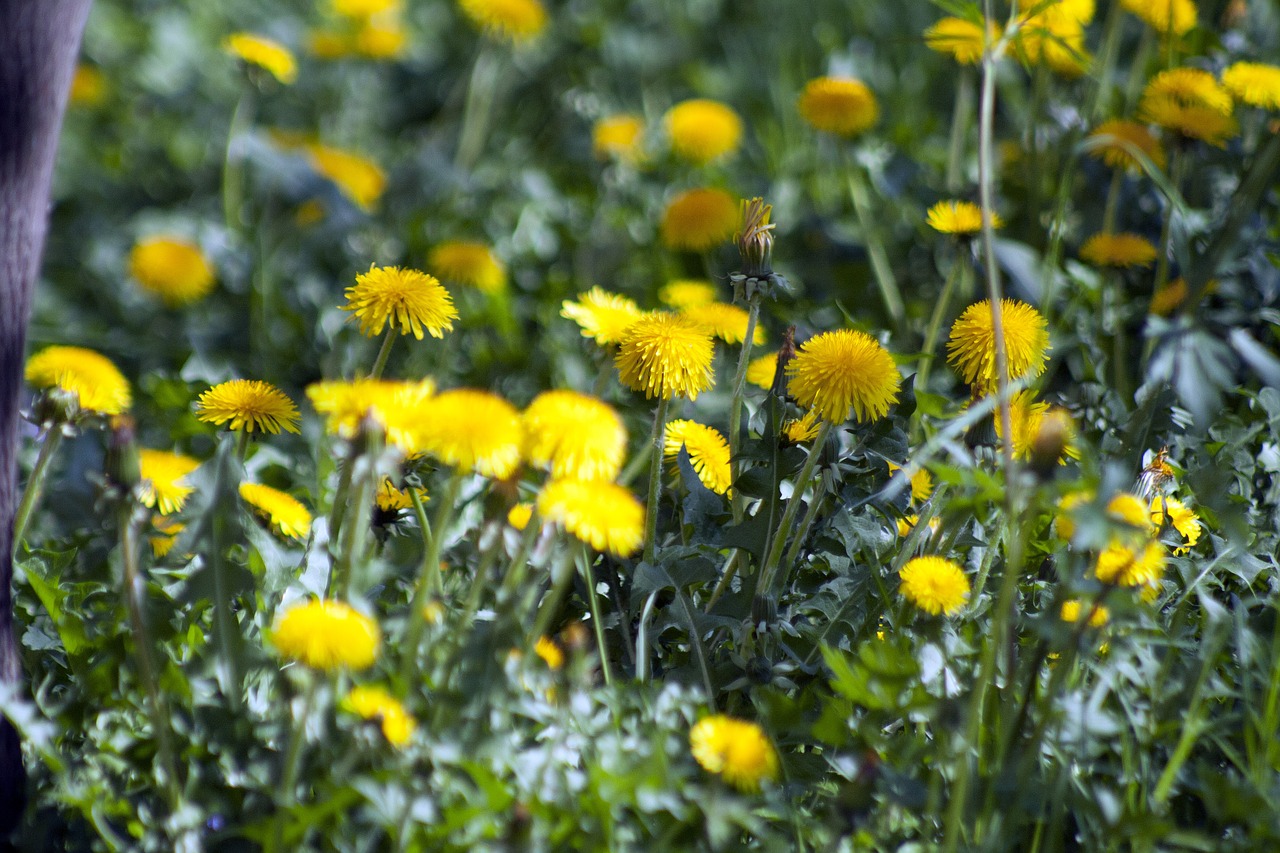 Pavasaris, Gėlės, Augalas, Žiedas, Žydėti, Geltona, Geltonos Gėlės, Buttercup, Uždaryti, Geltona Gėlė