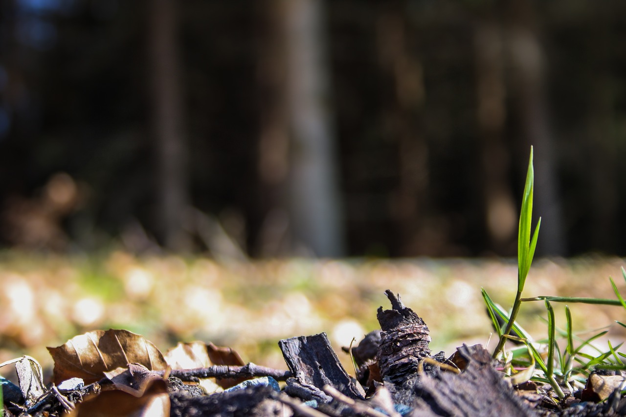 Pavasaris, Žolės Mentė, Pabudimas, Gamta, Žolė, Žydėti, Nemokamos Nuotraukos,  Nemokama Licenzija