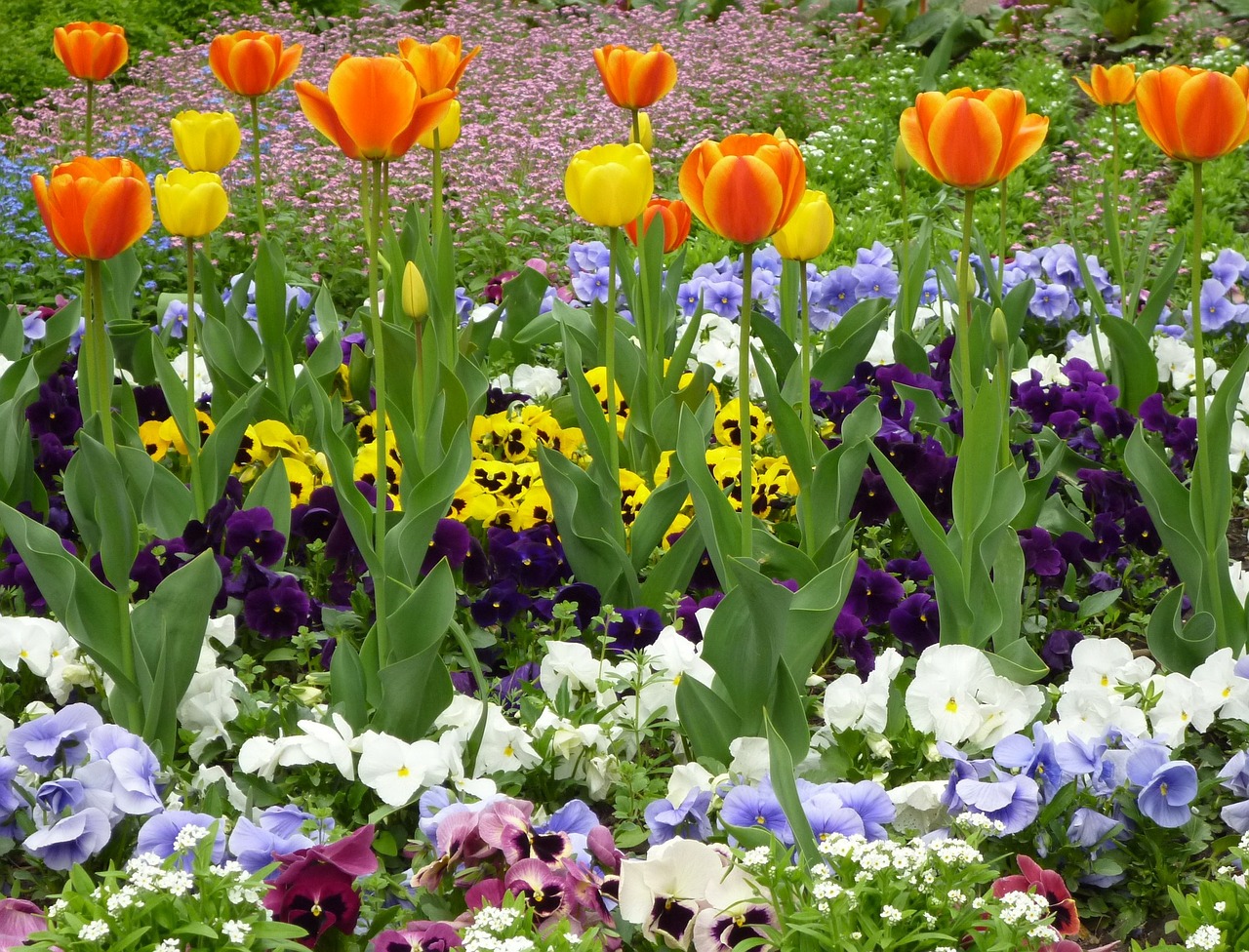 Pavasaris, Gėlės, Tulpė, Pansy, Nemokamos Nuotraukos,  Nemokama Licenzija
