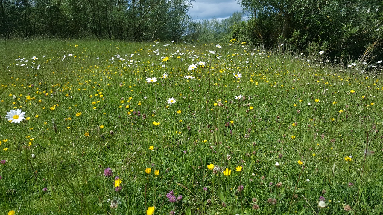 Pavasaris, Laukinės Gėlės, Daisy, Vaikščioti, Gamta, Nemokamos Nuotraukos,  Nemokama Licenzija