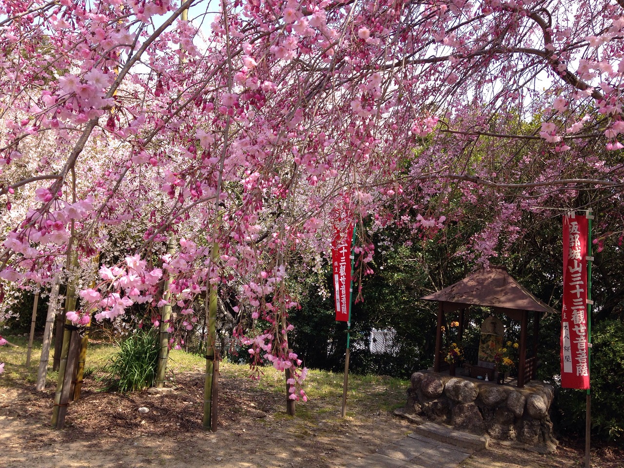 Pavasaris, Vyšnia, Gėlės, Japonija, Vaikų Sergėtoji Dievybė, Nemokamos Nuotraukos,  Nemokama Licenzija