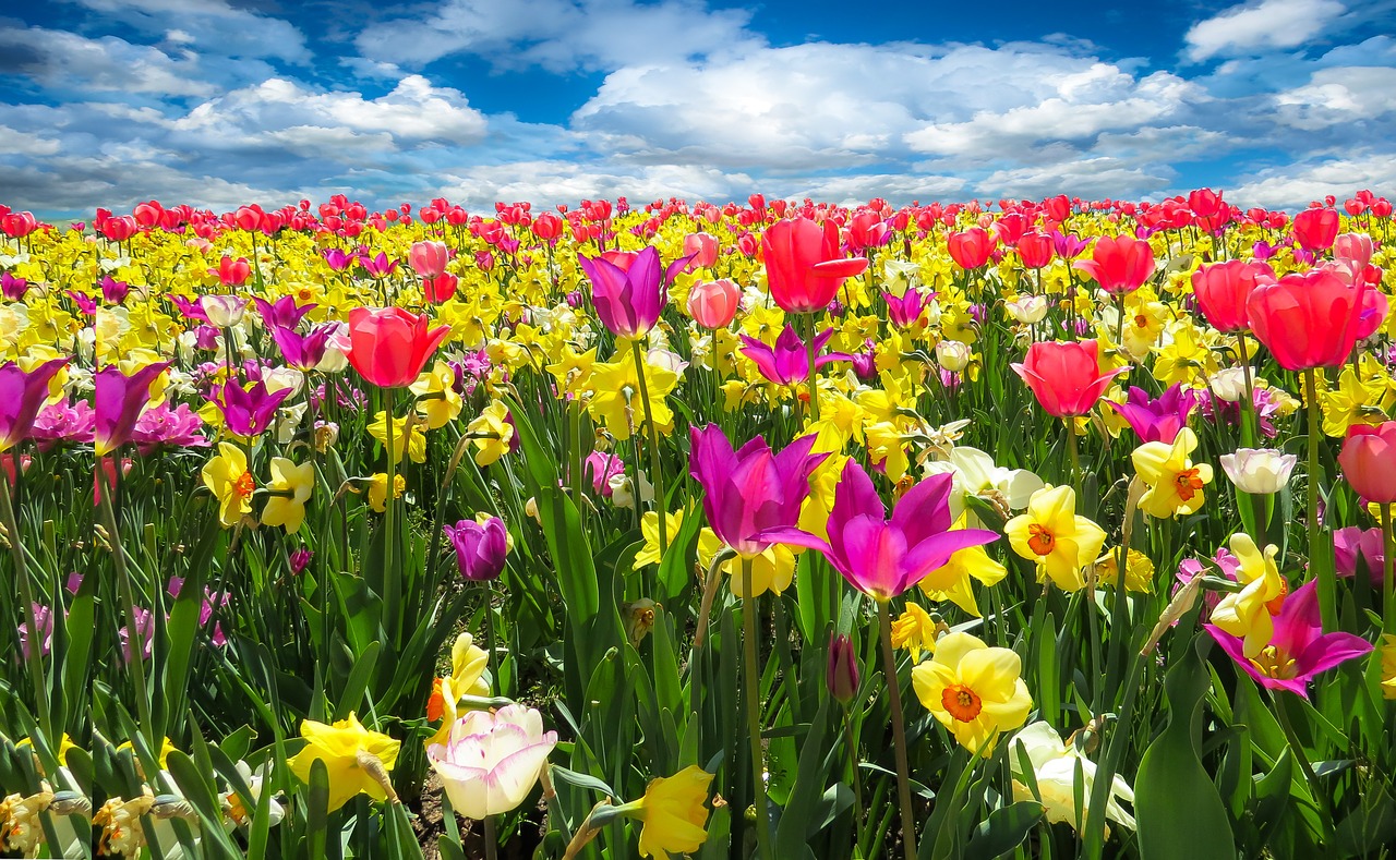 Pavasario Pabudimas, Pavasaris, Frühlingsanfang, Gėlės, Žydėti, Tulpės, Narcizai, Osterglocken, Gėlės Pavasarį, Žiedas