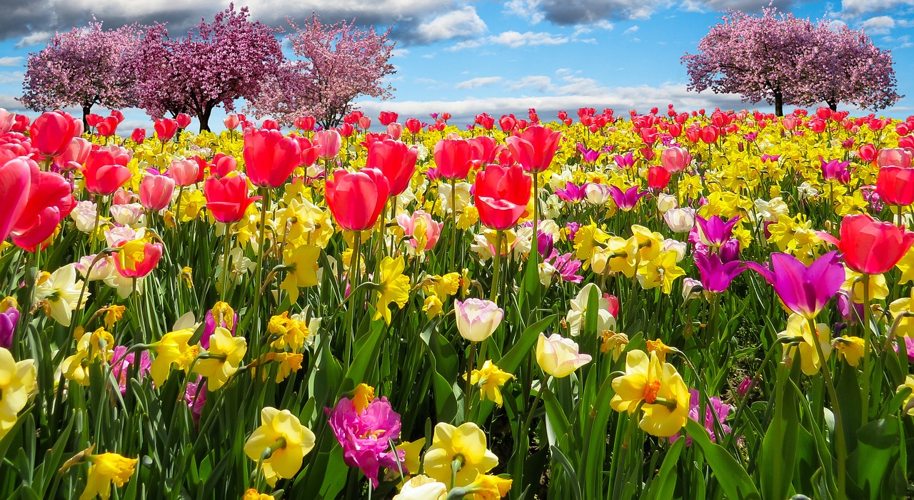 Pavasario Pabudimas, Pavasaris, Frühlingsanfang, Gėlės, Žiedas, Žydėti, Magnolija, Žydėti, Tulpės, Narcizai