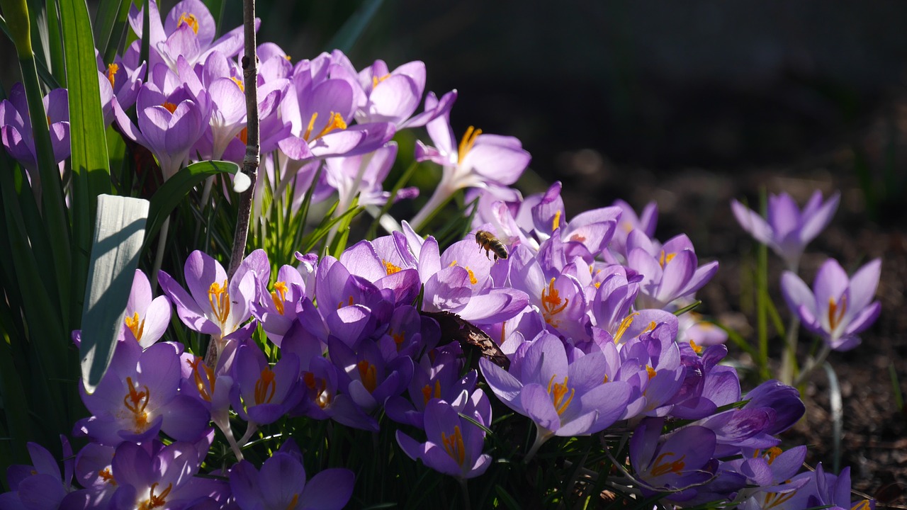 Pavasario Pabudimas, Crocus, Violetinė, Nemokamos Nuotraukos,  Nemokama Licenzija