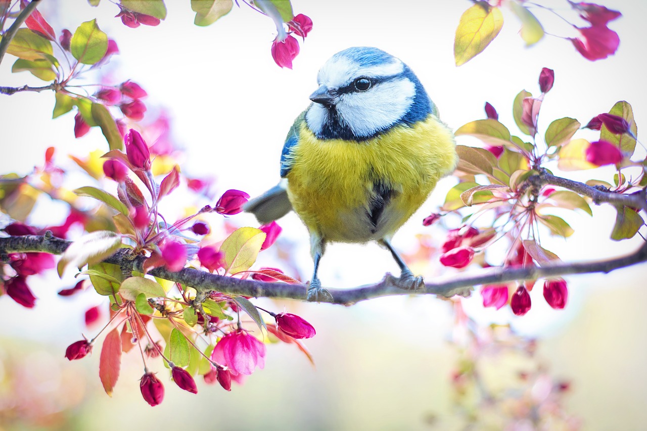 Pavasario Paukštis, Paukštis, Pavasaris, Mėlynas, Žydintis Medis, Gamta, Filialas, Medis, Pavasaris, Spalvinga