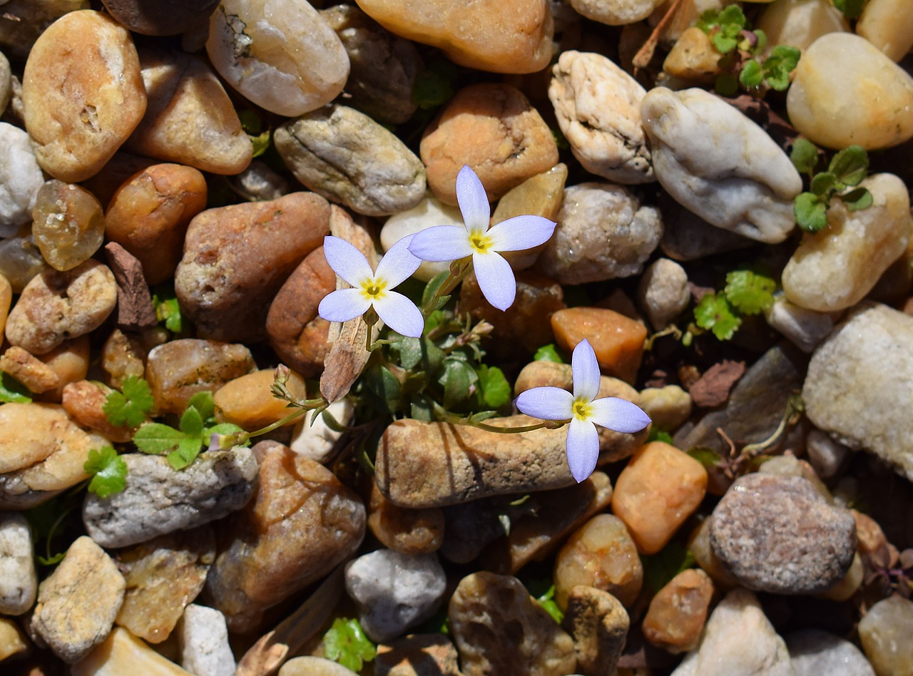 Pavasario Mėlynas, Bluetė, Pavasaris, Wildflower, Mėlynas, Geltona, Gėlė, Žiedas, Žydėti, Augalas