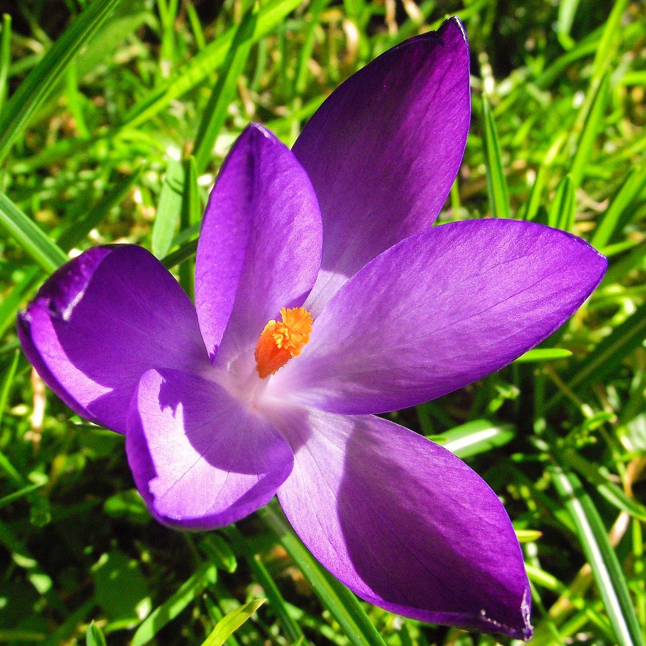 Pavasaris,  Gėlės,  Crocus,  Saulės Šviesa,  Pavasario Krokusas, Nemokamos Nuotraukos,  Nemokama Licenzija