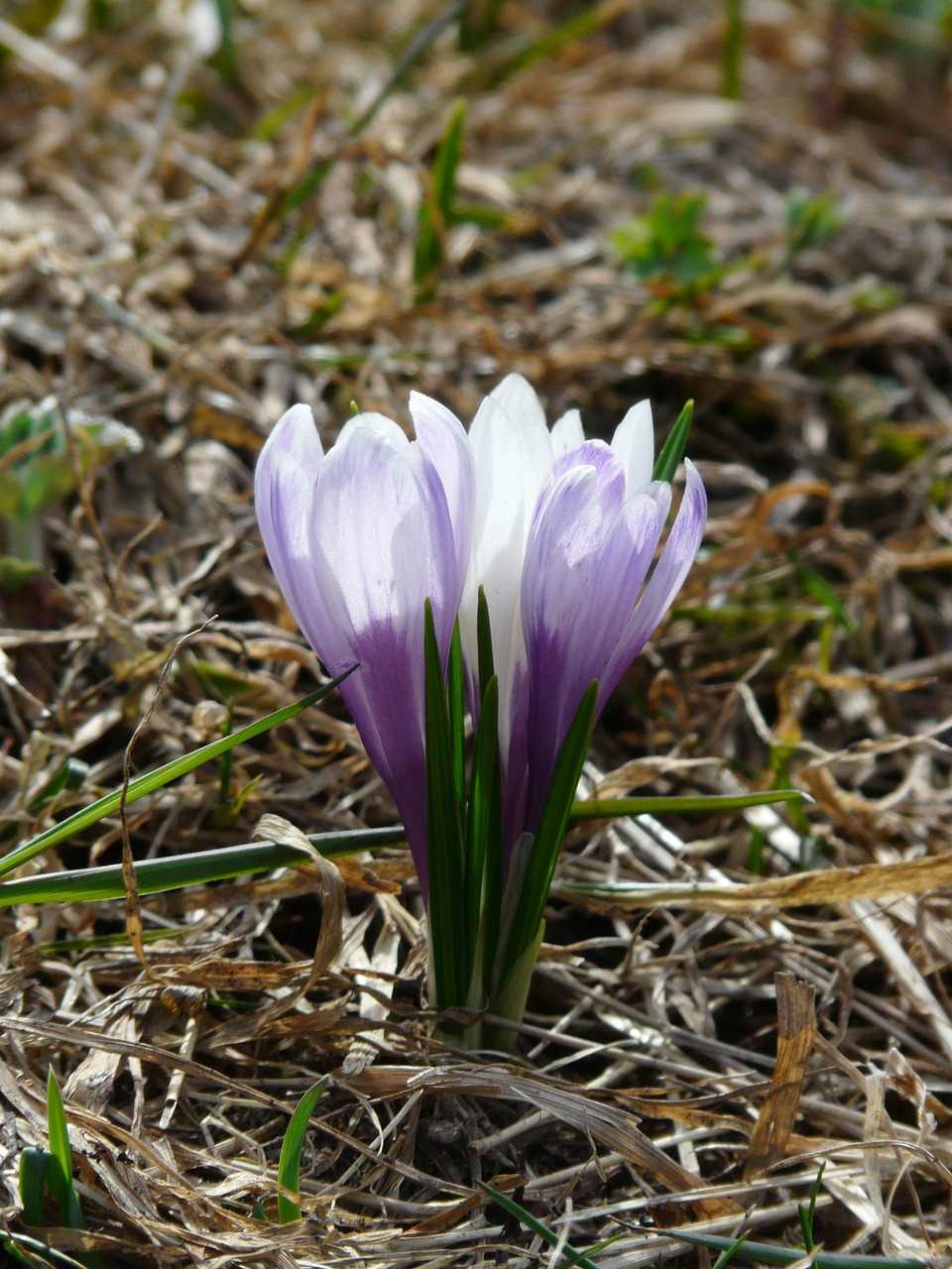 Pavasario Krokusas, Crocus, Mėlynas, Violetinė, Gėlės, Žiedas, Žydėti, Žydėti, Crocus Vernus, Pavasario Šafranas