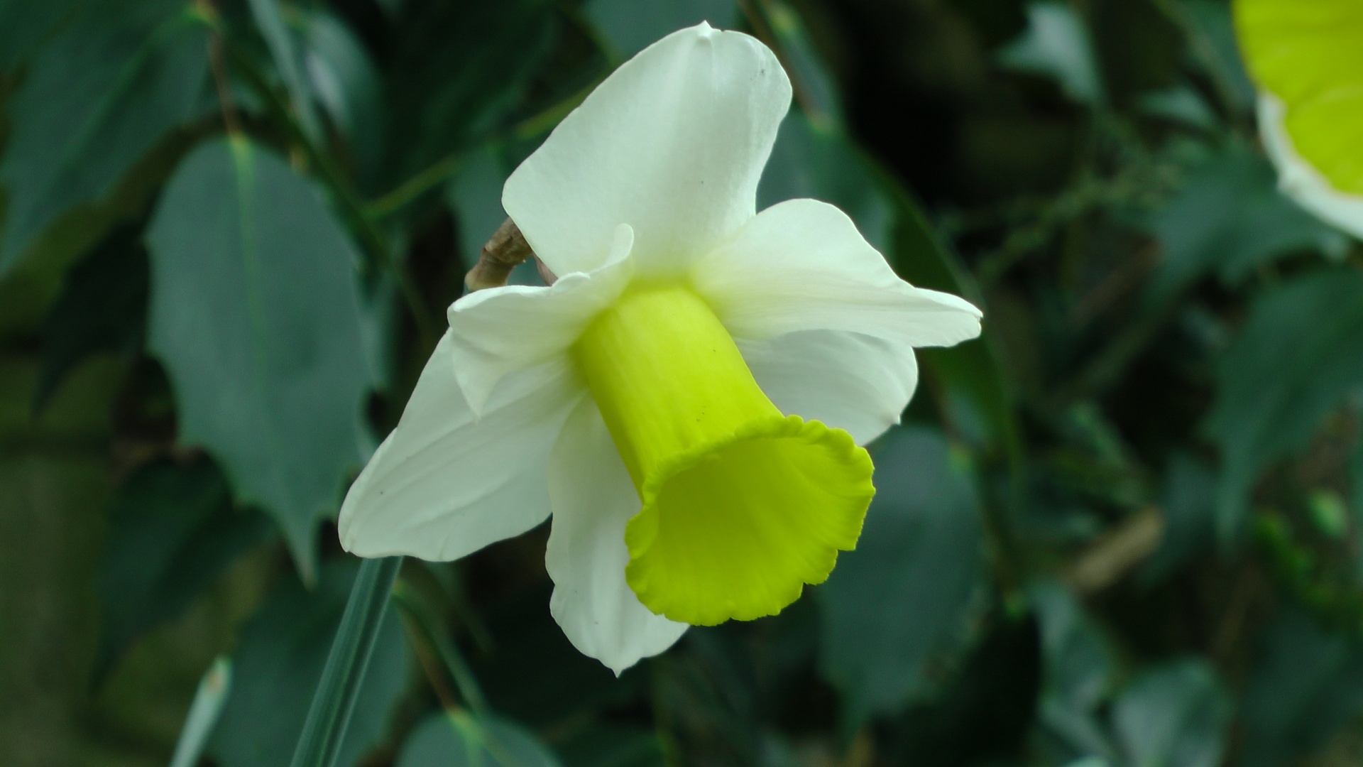Daffodil,  Narcizai,  Pavasaris,  Žiedas,  Gėlės,  Gėlė,  Sodas,  Sodai,  Sodininkystė,  Augalas